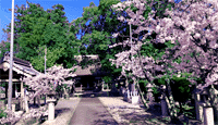 安孫子神社○滋賀縣愛知郡秦莊町安孫子