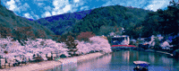 宇治野○京都府宇治市宇治塔川 宇治公園 塔之島;宇治野,京都宇治市;葛野,山城國葛野郡;木幡村則宇治市木幡。