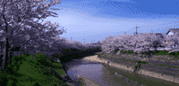 奈良縣橿原市曾我川※古稱百濟川。縱貫天香久山西麓東百濟、西百濟。